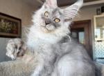 Tuman black smoke - Maine Coon Kitten For Sale - Los Angeles&comma; CA&comma; US