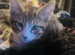 Magical Markl - Maine Coon Kitten For Sale - 