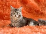 Male kitten Alvaron - Maine Coon Kitten For Sale - Los Angeles&comma; CA&comma; US