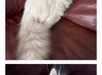 Floyd and Flora NEW LITTER - Siberian Kitten For Sale - Bonita Springs&comma; FL&comma; US