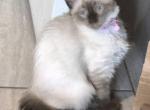 Ruby - Ragdoll Kitten For Sale - Phoenix&comma; AZ&comma; US