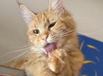 Polydactyl Orange Boy - Maine Coon Kitten For Sale - Jacksonville&comma; FL&comma; US