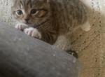 tiger mochi pickle pebble - British Shorthair Kitten For Sale - Winder&comma; GA&comma; US
