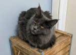 Maisy - Maine Coon Kitten For Sale - Pewaukee&comma; WI&comma; US