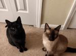 Simba & Dutchess - Domestic Cat For Adoption - Kissimmee&comma; FL&comma; US