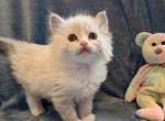 Ragdoll Purebred Daisy May's Litter 5 - Ragdoll Kitten For Sale - Dousman&comma; WI&comma; US