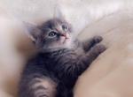 Super sweet baby kitty - Domestic Kitten For Sale - Vancouver&comma; WA&comma; US