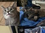 Masha and diente - Domestic Cat For Adoption - New Albany&comma; OH&comma; US