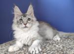 Maine Coon EZ Dasha - Maine Coon Kitten For Sale - Manorville&comma; NY&comma; US