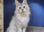 Maine Coon EZ Darina - Maine Coon Kitten For Sale - Manorville&comma; NY&comma; US