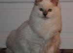 Nadine Cherubim Ragdoll - Ragdoll Kitten For Sale - Shippensburg&comma; PA&comma; US