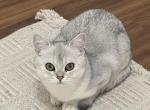 silver chinchilla - British Shorthair Kitten For Sale - 