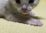 Frost - Bengal Kitten For Sale - South Elgin&comma; IL&comma; US