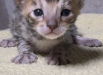 Blaze - Bengal Kitten For Sale - South Elgin&comma; IL&comma; US