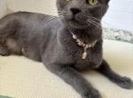 Princess - Russian Blue Cat For Sale - Riverside&comma; CA&comma; US