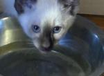 Chocolate point male - Siamese Kitten For Sale - Youngstown&comma; OH&comma; US