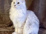 Princess Yue Blue Silver Shaded Maine Coon Kitten - Maine Coon Kitten For Sale - Sunbury&comma; OH&comma; US