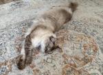 Nick - Ragdoll Cat For Adoption - Temecula&comma; CA&comma; US