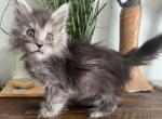High Smoke Girl White Collar - Maine Coon Kitten For Sale - Chicago&comma; IL&comma; US