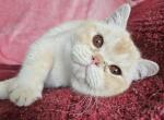 Toasted - British Shorthair Kitten For Sale - New York&comma; NY&comma; US