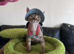 Bibo - Devon Rex Kitten For Sale - San Jose&comma; CA&comma; US