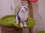 Kris - Munchkin Kitten For Sale - San Jose&comma; CA&comma; US