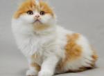 Uslada - Scottish Fold Kitten For Sale - Miami&comma; FL&comma; US