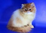 Dayana - Persian Kitten For Sale - Pembroke Pines&comma; FL&comma; US
