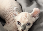 Sphynx Female Kitten - Sphynx Kitten For Sale - Wheeling&comma; IL&comma; US