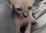 Sphinx female kitten - Sphynx Kitten For Sale - Wheeling&comma; IL&comma; US