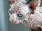 Sphinx Female - Sphynx Kitten For Sale - Wheeling&comma; IL&comma; US