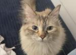 Snowflake - Domestic Cat For Adoption - Houston&comma; TX&comma; US