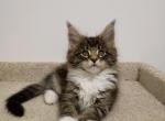 Atos - Maine Coon Kitten For Sale - Brooklyn&comma; NY&comma; US