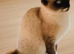 Sealpoint Snowshoe Girl - Snowshoe Kitten For Sale - Walterboro&comma; SC&comma; US