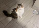 Lady - Domestic Cat For Adoption - Houston&comma; TX&comma; US