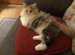 Callies babies - Ragdoll Kitten For Sale - 