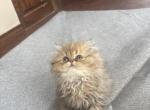 Caesar - Domestic Kitten For Sale - Plano&comma; TX&comma; US
