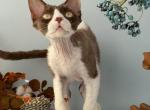 Devon Rex male Chocolate bicolor - Devon Rex Kitten For Sale - Hollywood&comma; FL&comma; US