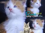 Rune - Maine Coon Kitten For Sale - Braham&comma; MN&comma; US