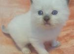 Mink & traditional - Ragdoll Kitten For Sale - Rochester&comma; NY&comma; US