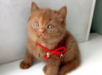 Elvis - British Shorthair Kitten For Sale - Norwalk&comma; CT&comma; US