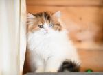 Eliza - Scottish Straight Kitten For Sale - Greenwood Lake&comma; NY&comma; US