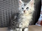 Bonny - Maine Coon Kitten For Sale - Hollywood&comma; FL&comma; US