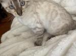 Bengal LionkingBengals - Bengal Kitten For Sale - Macomb&comma; MI&comma; US