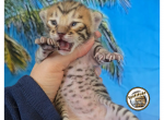 F5 Savannah kittens - Savannah Kitten For Sale - Arroyo Grande&comma; CA&comma; US