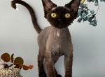 Black Devon Rex - Devon Rex Kitten For Sale - Hollywood&comma; FL&comma; US