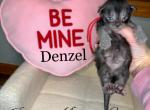 Denzel - Maine Coon Kitten For Sale - Greensburg&comma; IN&comma; US