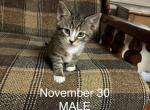 Chaz - Domestic Kitten For Sale - Macungie&comma; PA&comma; US