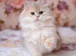 X Cosmos - British Shorthair Kitten For Sale - Hollywood&comma; FL&comma; US