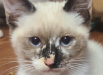 Blanche tortie point siamese - Siamese Kitten For Sale - Glassboro&comma; NJ&comma; US